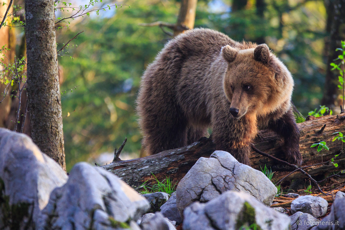 Orsi in Slovenia: andiamo a fotografarli