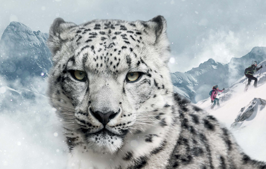 Dynafit Snow Leopard Day