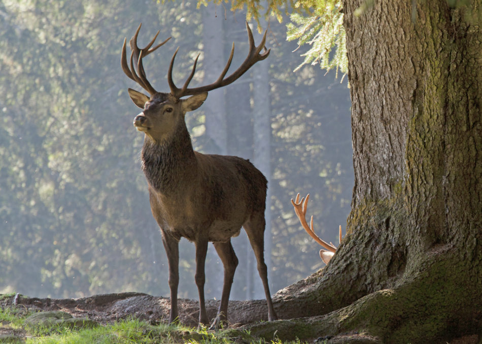 Video: il risveglio della natura in Trentino