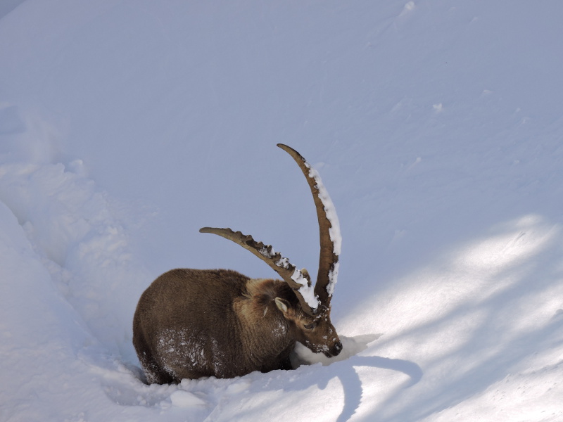 Parco Nazionale Gran Paradiso: programma gite guidate