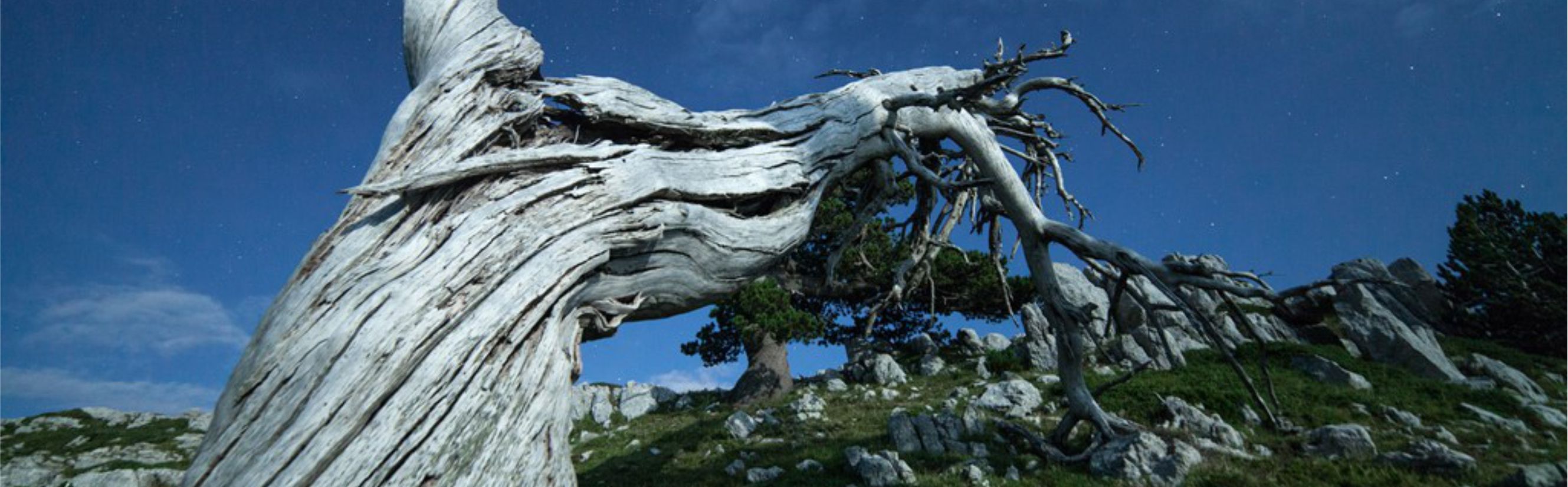 Il pino loricato del Monte Pollino