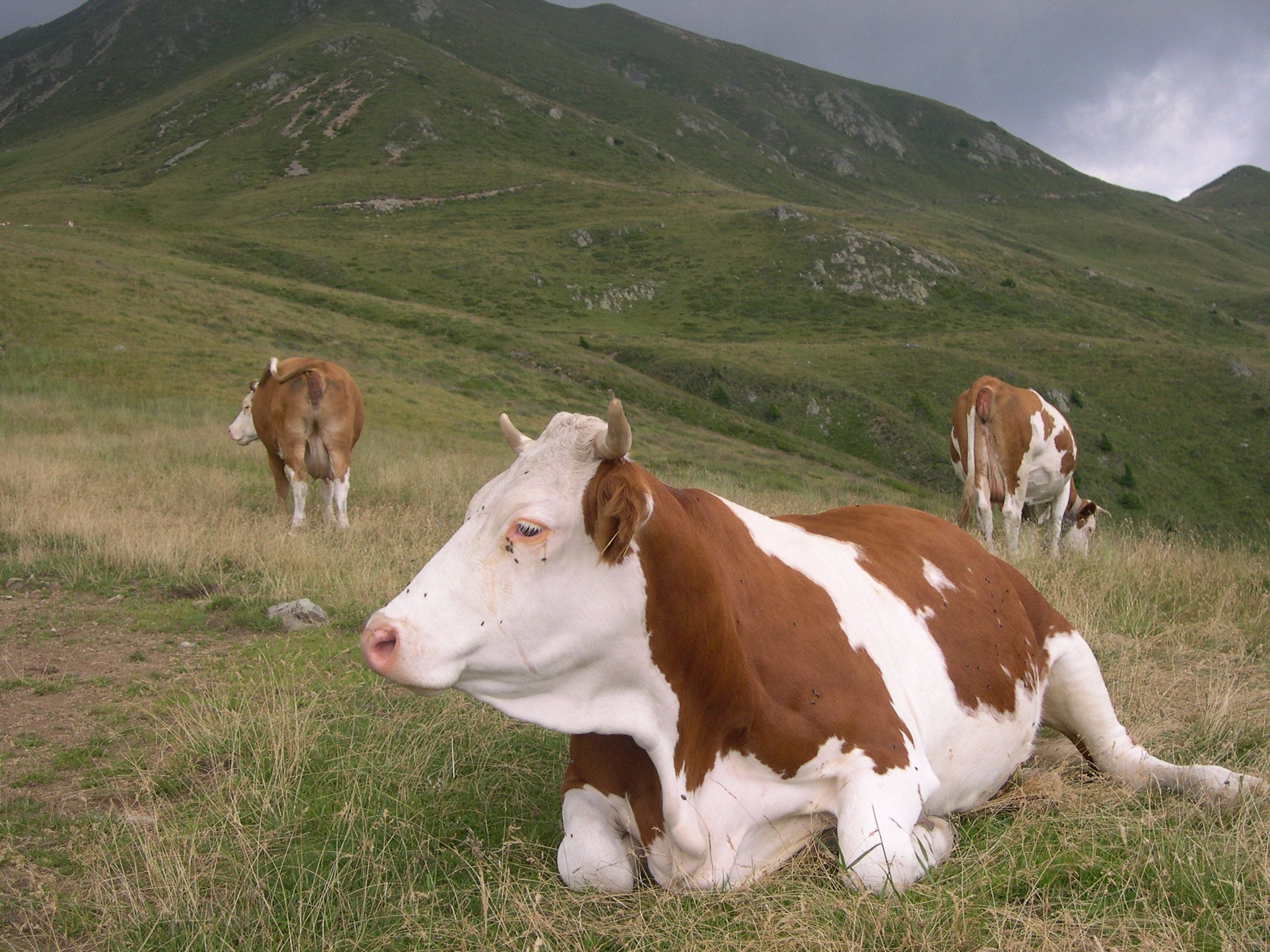 BiodiversitÃ  sulle Alpi: razze tipiche e prodotti di alpeggio