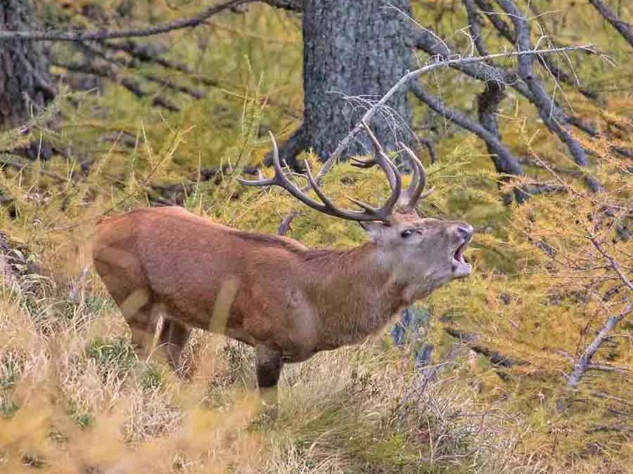 Il bramito dei cervi: apericervo e passeggiate nel Parco Nazionale dello Stelvio