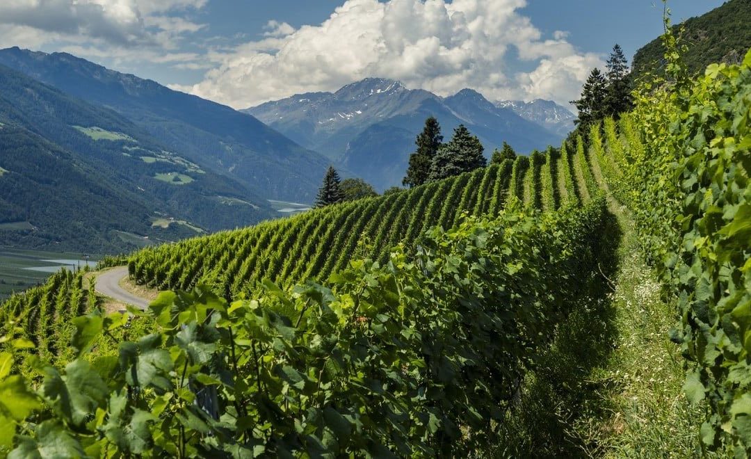 I Sentieri del vino in Alto Adige: 5 percorsi guidati nella natura