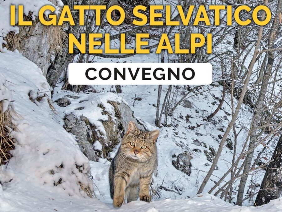 Gatto selvatico nelle Alpi: convegno a Luserna. Programma