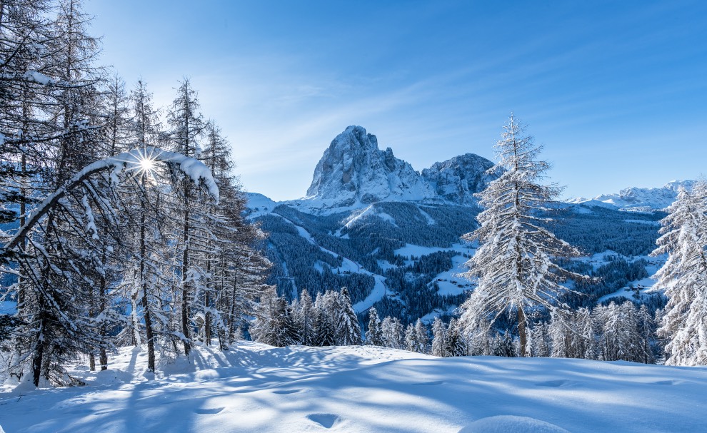 Langkofel_Bäume@DOLOMITESValgardena