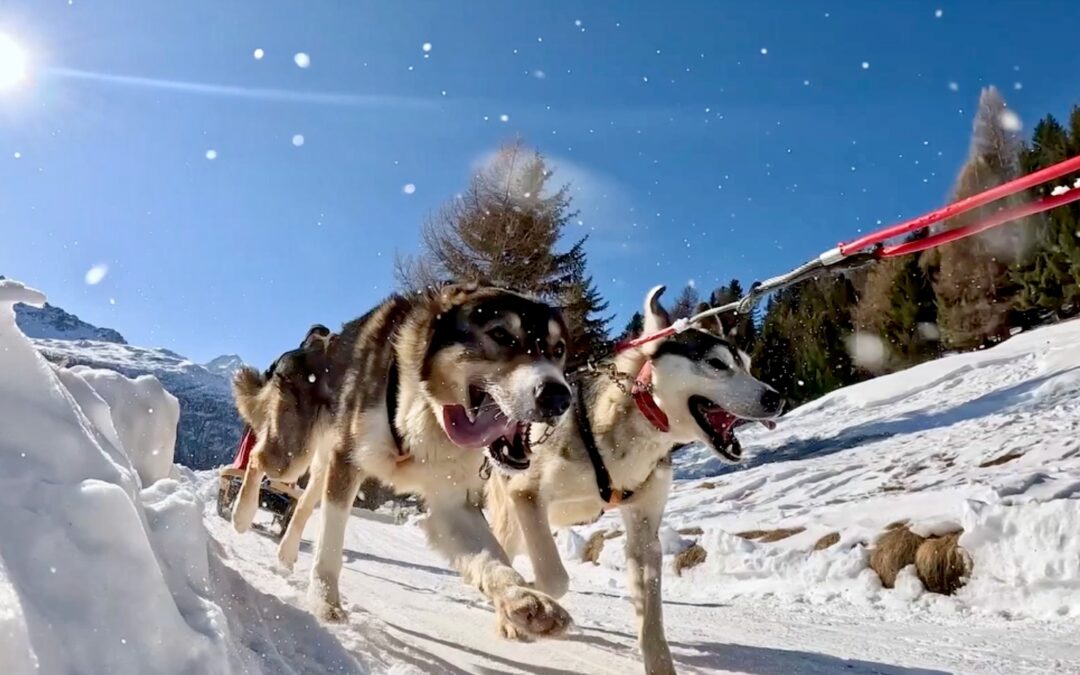 Con i cani da slitta sulle Alpi all’Husky Village di Arnoga