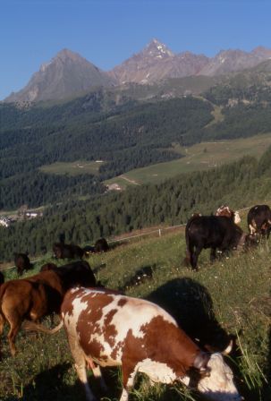 Festa dei pastori: il 16 agosto a Pila Valle d’Aosta