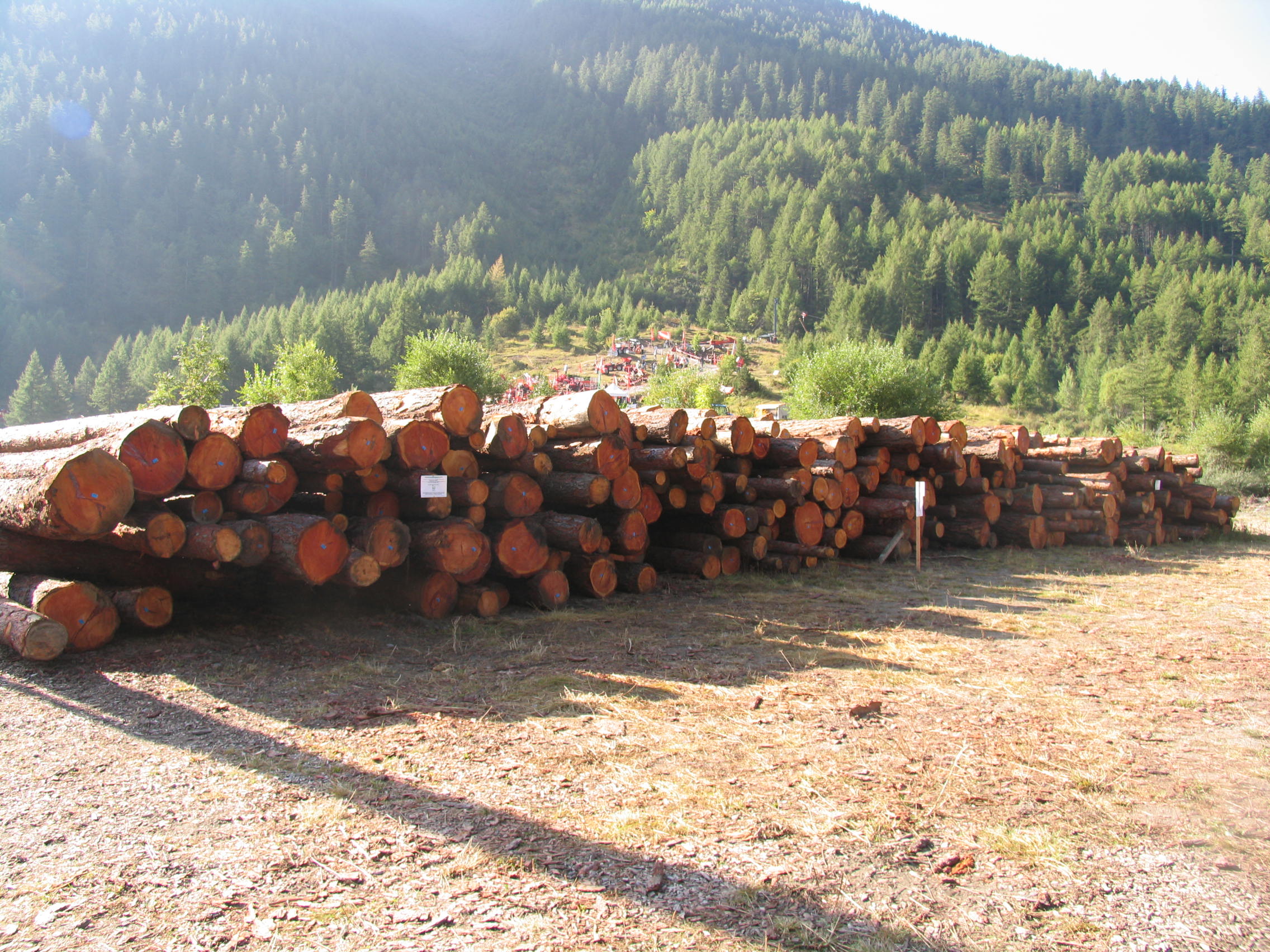 Successo allâ€™asta di legno certificato in Val Chisone e Germanasca