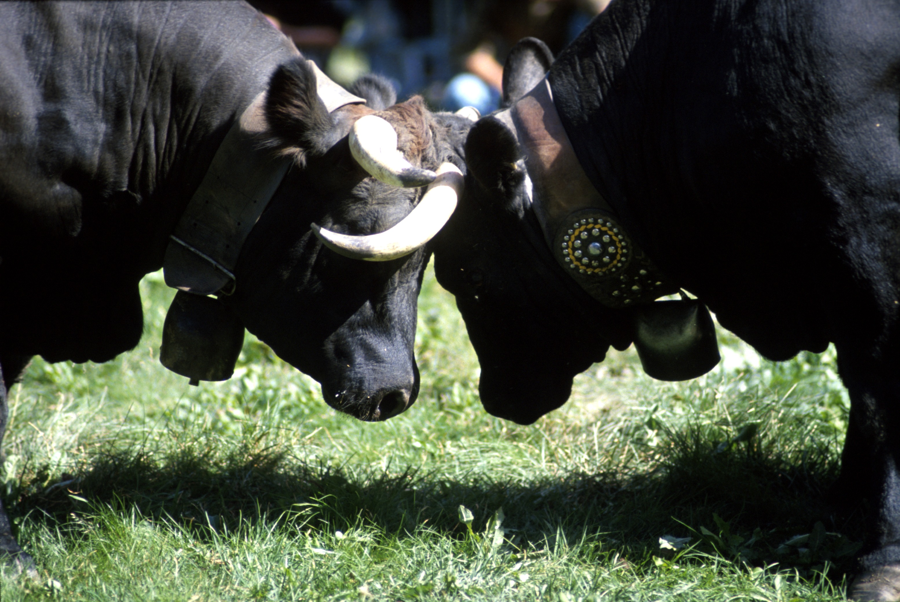 â€œBatailles de Reinesâ€ 2012, le mucche regine si sfidano nell’arena di Aosta