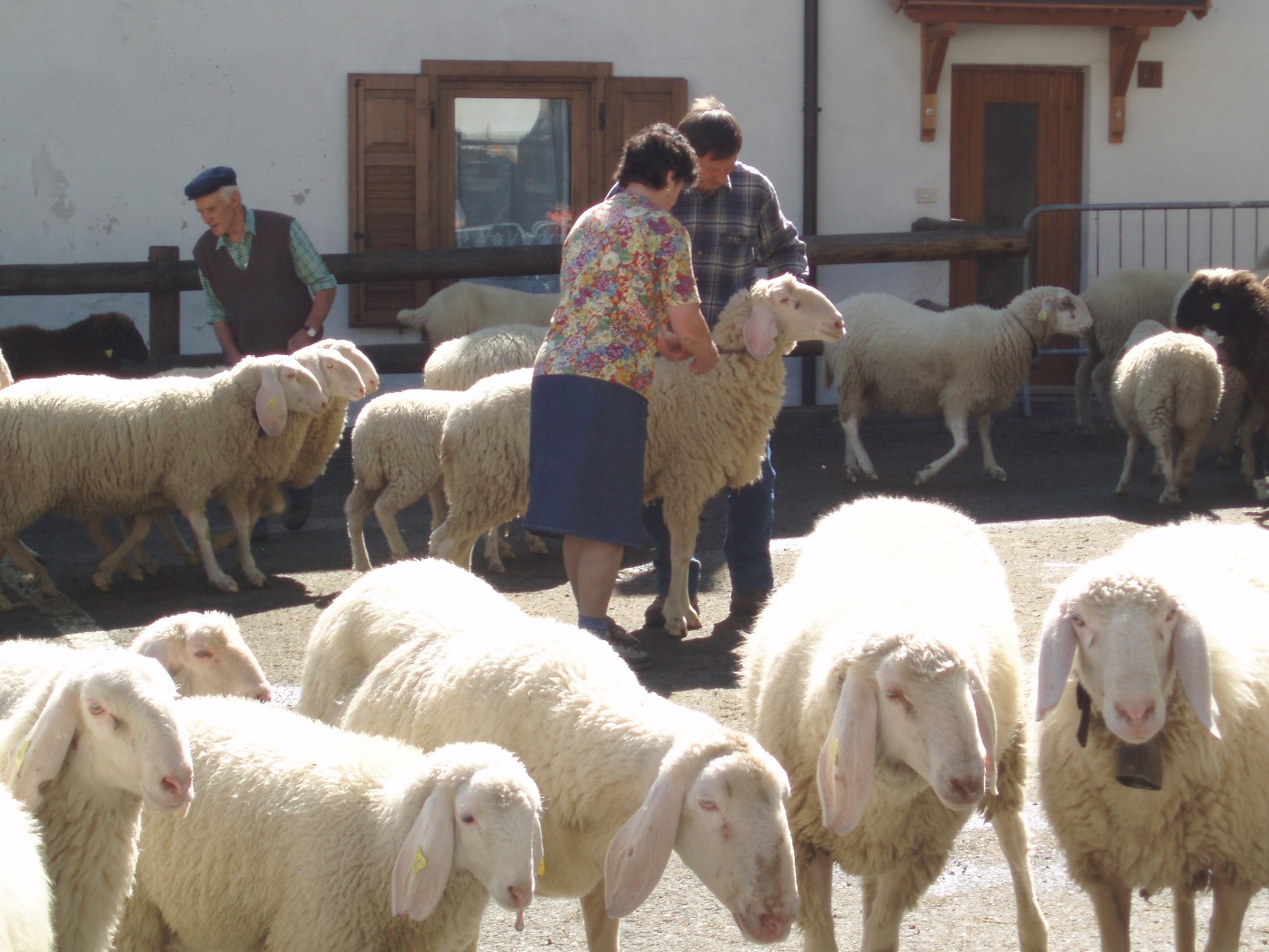 Sui colli bresciani arrivano le pecore ‘multifunzionali’