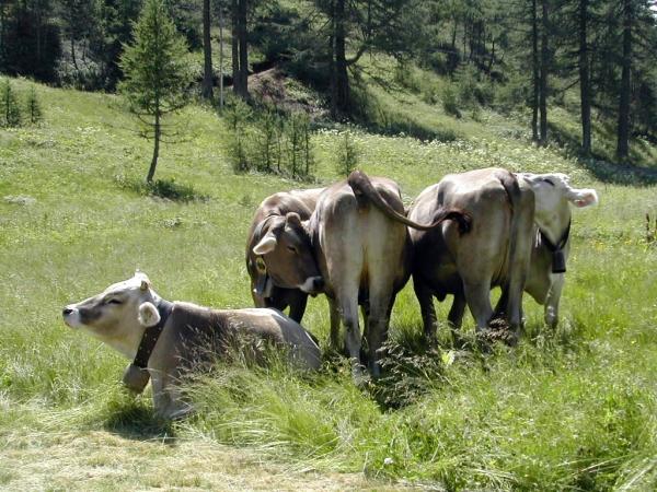 I tipi pastorali delle Alpi piemontesi