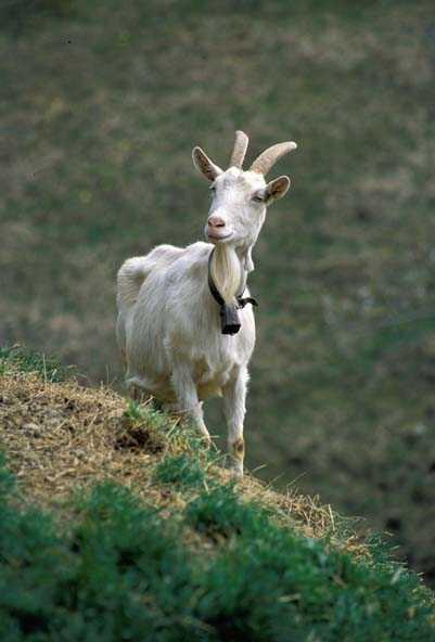 Un centro per la capra e il pastoralismo in Val Maira