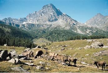 Si carichino le bestie in Alpe