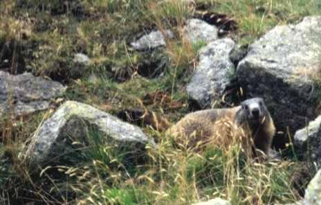 Le marmotte vanno in villeggiatura a Pila Valle d’Aosta