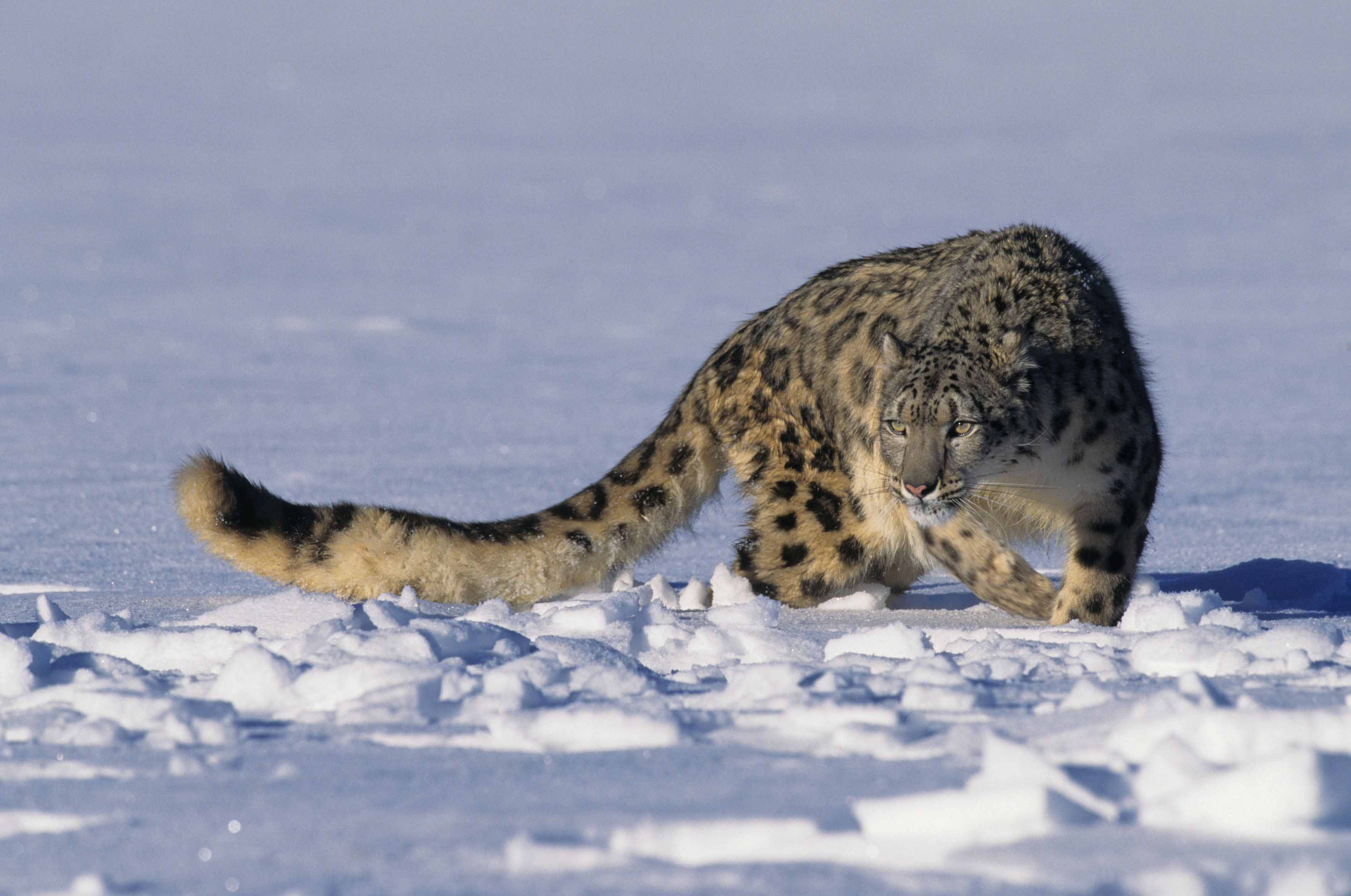 Scialpinisti e Dynafit in pista per salvare il Leopardo delle Nevi